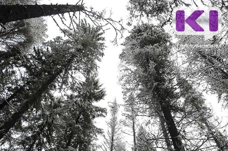 In the second half of November, temperatures in Komi will be significantly lower than normal