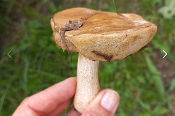 Первые пошли: в Сыктывкаре собирают подберезовики