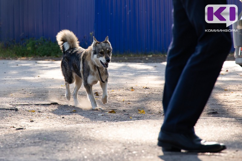 В Эжве владелец собаки компенсирует 8-летней пострадавшей девочке моральный вред