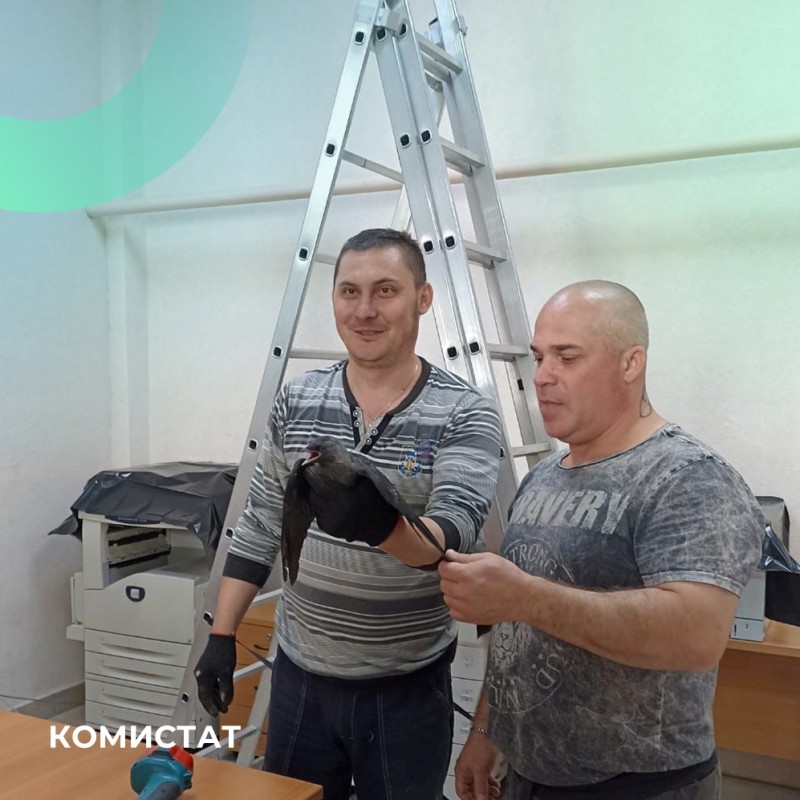 Сотрудники Комистата спасли застрявшего в воздуховоде галчонка

