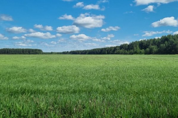 Аграрии Коми в этом году экспериментально высадят кормовой лён, сорго-суданковые гибриды и кукурузу
