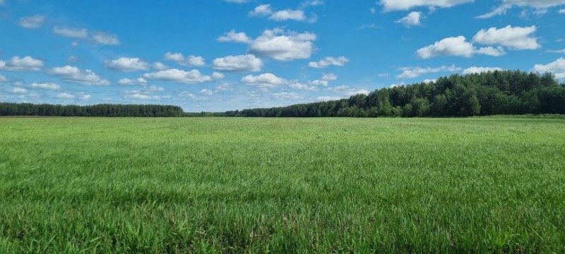 Аграрии Коми в этом году экспериментально высадят кормовой лён, сорго-суданковые гибриды и кукурузу