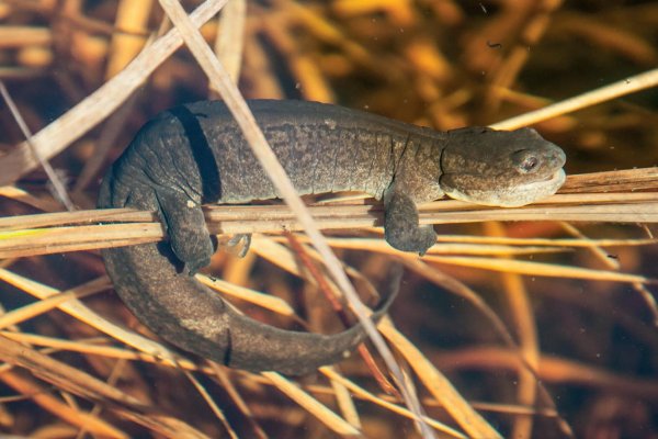 Ученые Коми предостерегли от осушения Беличьего парка в Сыктывкаре