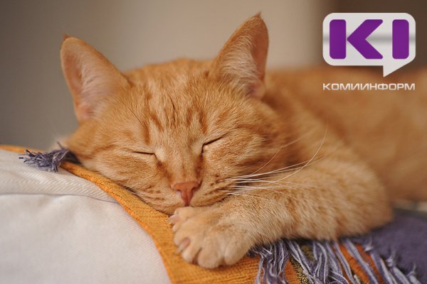 Почти тысяча четвероногих беглецов: в Коми подсчитали пропавших собак и кошек за 2024 год