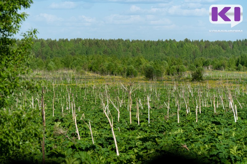 Жительницу Коми привлекли к ответственности за заросший земельный участок