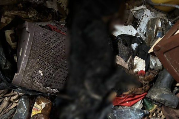 В Сыктывдинском районе полицейские проводят проверку по факту возможного жестокого обращения с животными