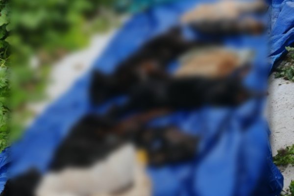 Гибель животных в пункте передержки в Выльгорте: хозяйка заведения обвиняет зооволонтеров в похищении питомцев