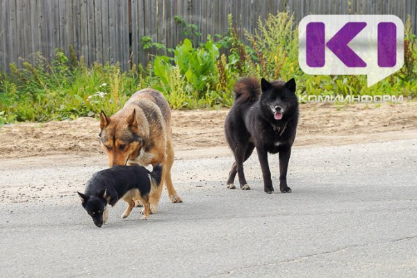 В Усть-Вымском районе ищут подрядчика по отлову безнадзорных собак до конца 2025 года