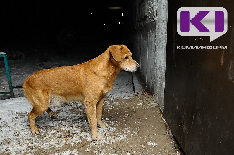 В Усть-Цильме спасатели помогли собаке с щенками 
