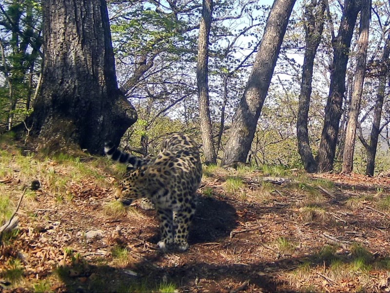 ВТБ ищет имя для котёнка леопарда