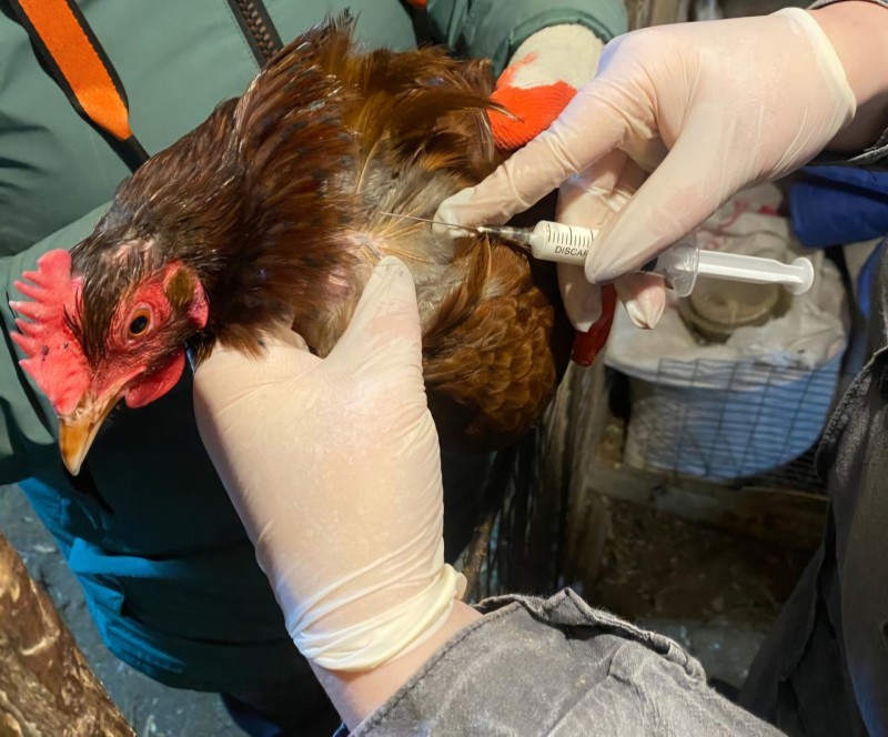 С 1 марта 2026 года устанавливать очаг птичьего гриппа будет проще - Ветслужба Коми 