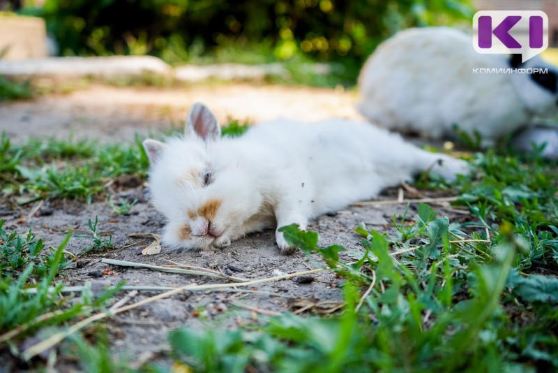 Июль в Коми везде теплее нормы, кроме Сыктывкара 