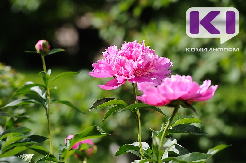 Погода в Коми 13 июля: северный ветер, +23°С