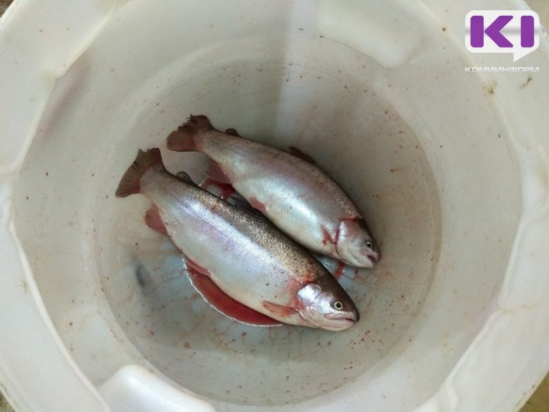 Ученые предлагают включить рыбу чир в Красную книгу Республики Коми