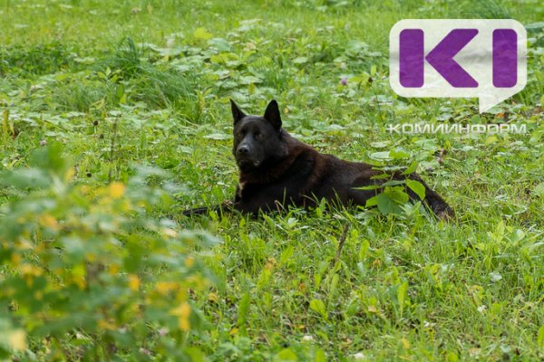 Суд отказал жительнице Вуктыла в компенсации морального вреда за укус собаки 