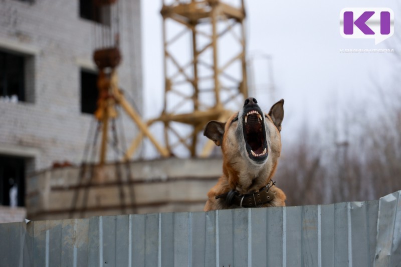 В Сосногорске пенсионер получит компенсацию после нападения бродячей собаки