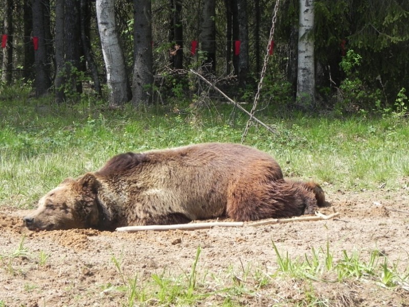 В Коми открывается прием заявлений на добычу бурого медведя