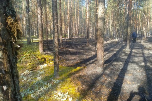 Лесной пожар под Сыктывкаром ликвидирован силами МЧС и местных жителей