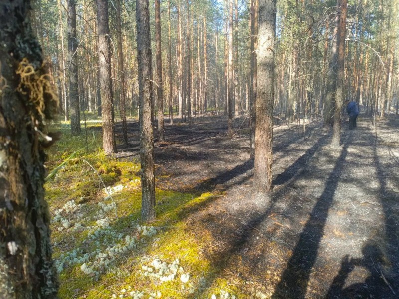 Лесной пожар под Сыктывкаром ликвидирован силами МЧС и местных жителей