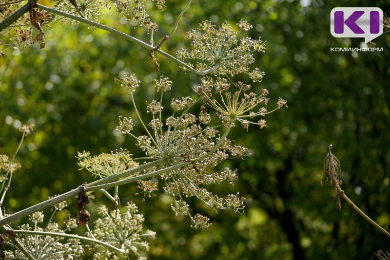 Врио главы Коми раскритиковал ситуацию с распространением борщевика в Инте
