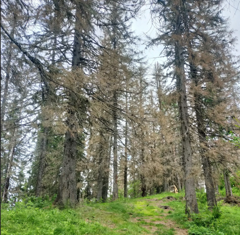 В районе тропы к могиле ученого Андрея Журавского в Усть-Цилемском районе массово гибнут хвойные деревья