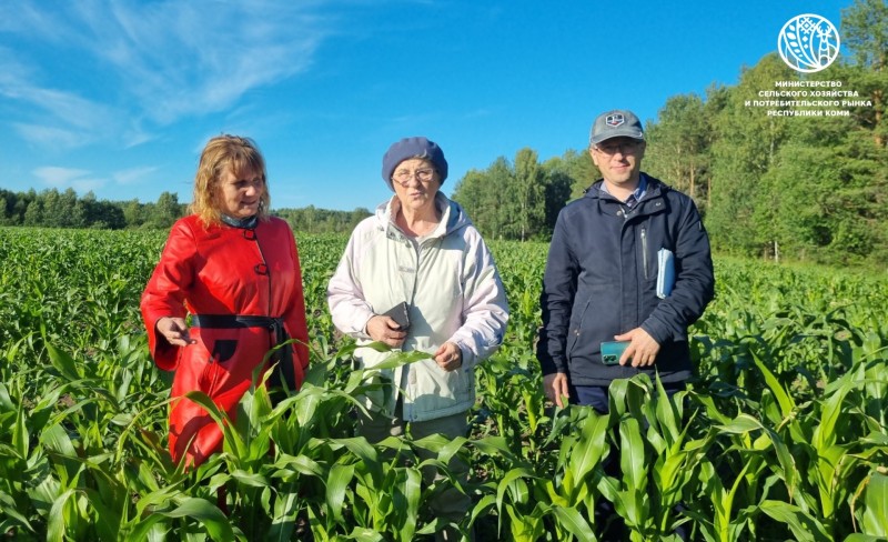 В Коми растет кукуруза на силос


