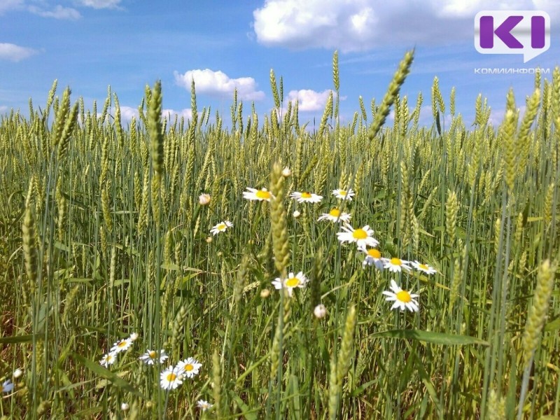 Погода в Коми 29 июля: днем +23...+28°С, на севере не выше +21°С