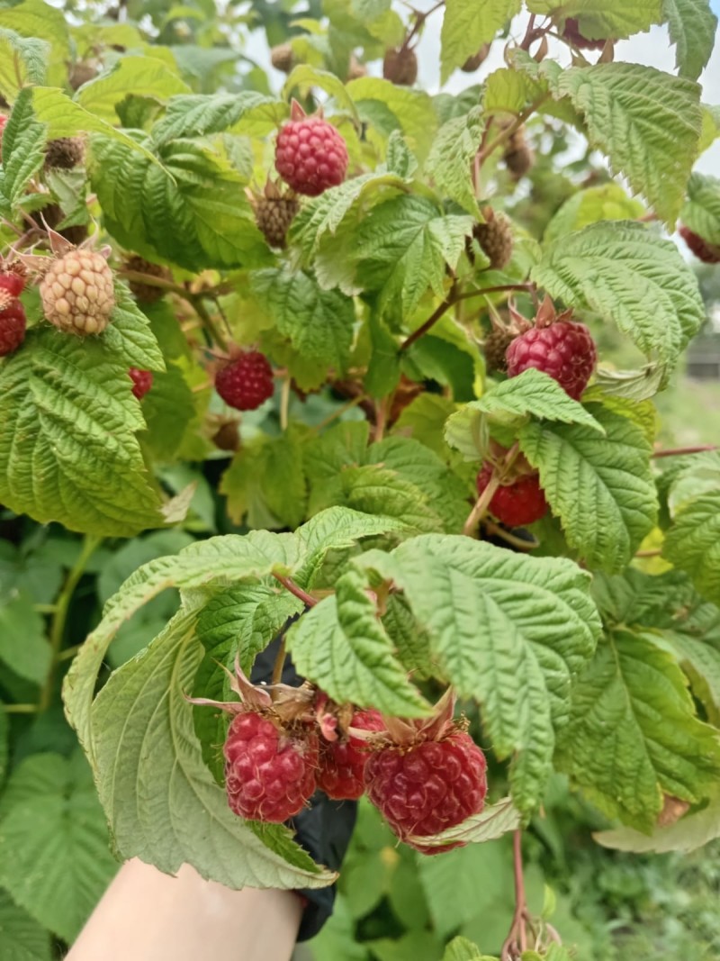 Исследование сортов ремонтантной малины в Коми подходит к концу