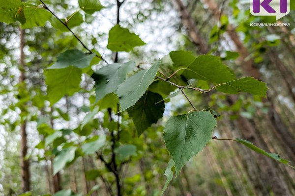 Собственника заросшего земельного участка в Сысольском районе обязали вырубить деревья и убрать мусор

