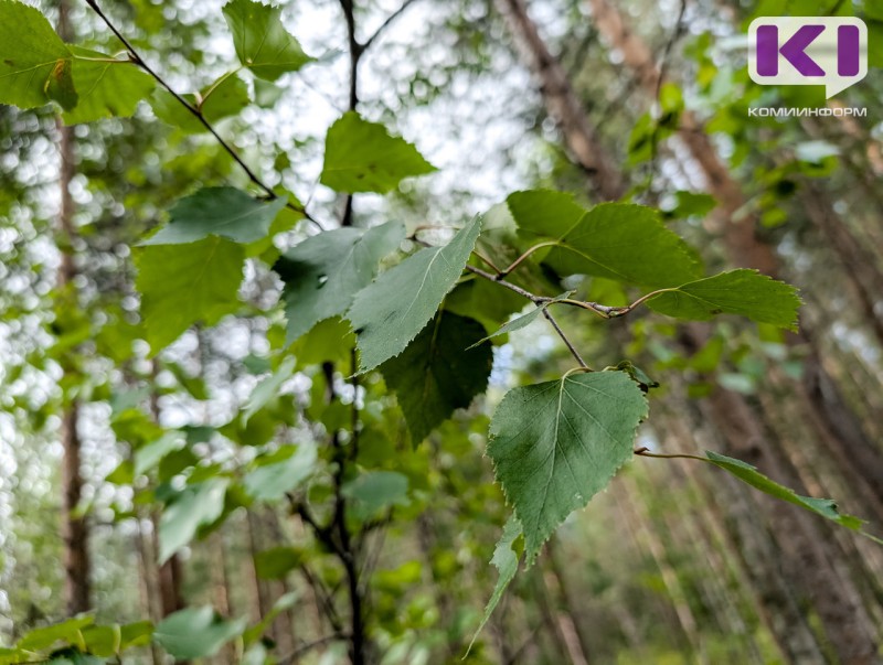 Собственника заросшего земельного участка в Сысольском районе обязали вырубить деревья и убрать мусор

