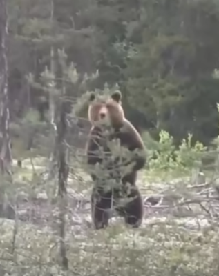 Жители Коми сняли на видео медведицу с двумя медвежатами в заказнике 