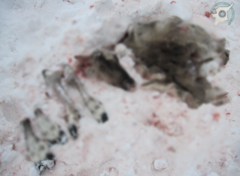 В Коми браконьеры убили краснокнижных оленей в заповеднике "Дзервад"