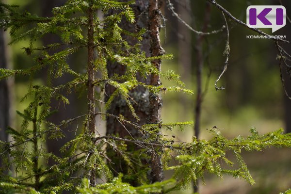 Спасатели помогли двум пенсионерам выбраться из леса в Интинском районе