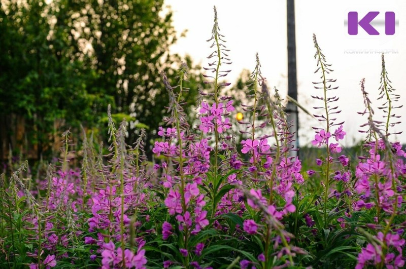 Temperatures in August in Komi will be close to the climatic norm