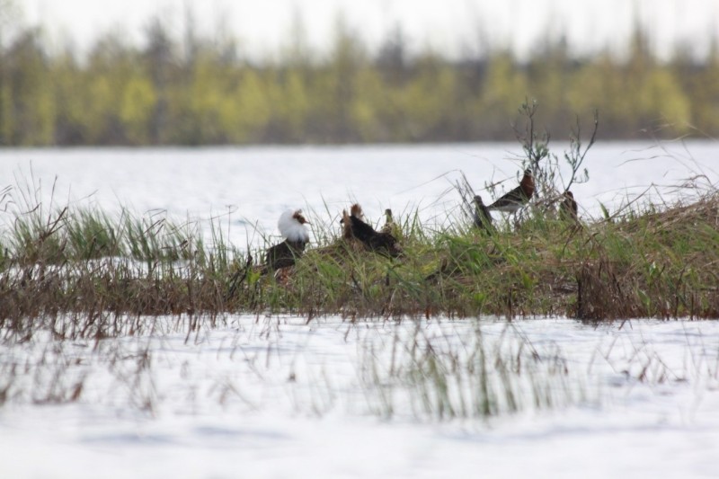 Стабильно низкая популяция серых журавлей зафиксирована в усть-куломском заказнике "Дон-ты"