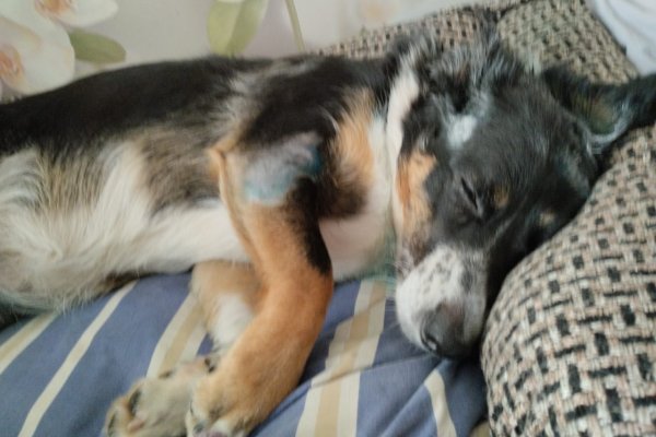 В Усинске собаки напали на женщину и ее питомца: пострадавшая лишилась фаланги мизинца