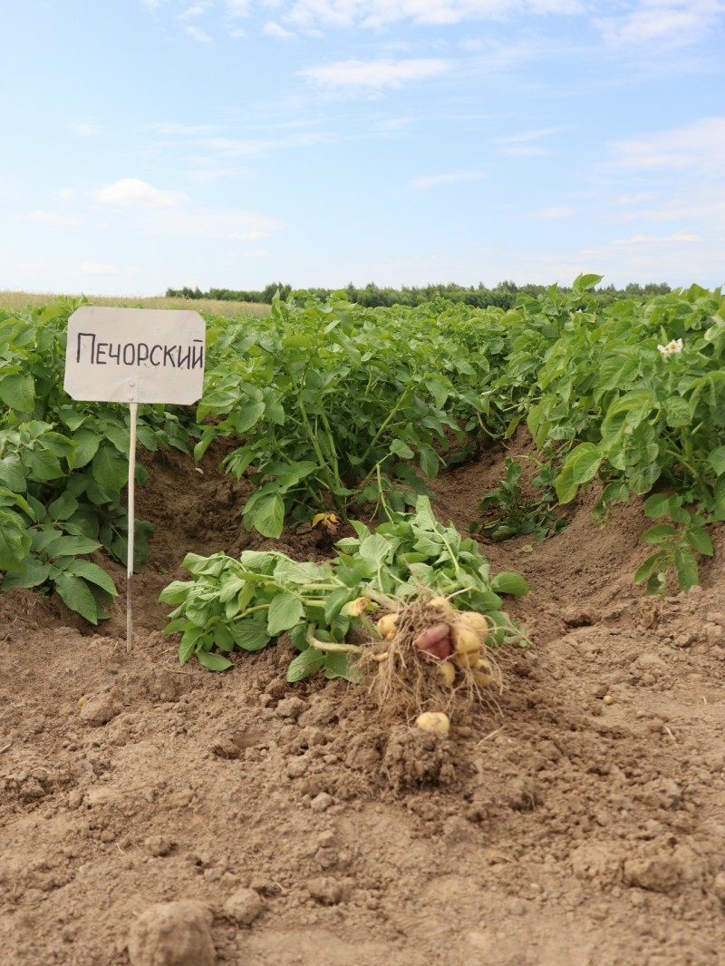 Коми научный центр запатентовал новый "эталонный" сорт картофеля Печорский