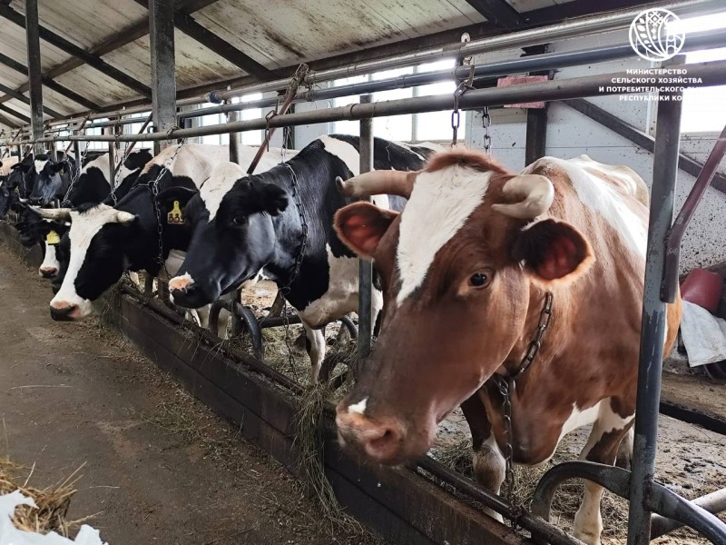 Благодаря господдержке КФХ Усть-Вымского района показывают рост производства