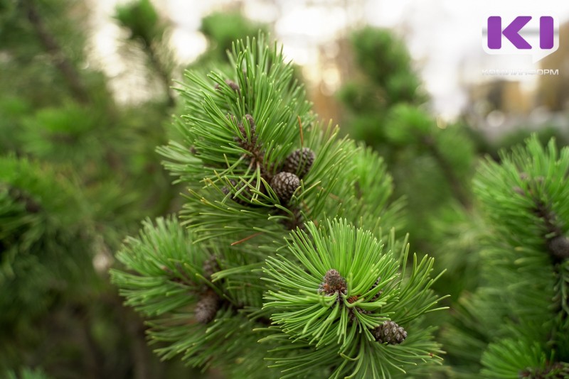 В Коми собрали 73,7 кг семян сосны и ели улучшенной селекционной категории