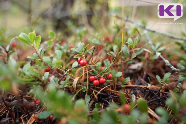 В Усть-Куломском районе потерялась 68-летняя женщина 