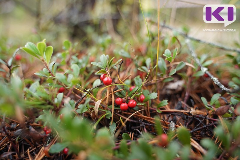 В Усть-Куломском районе потерялась 68-летняя женщина 