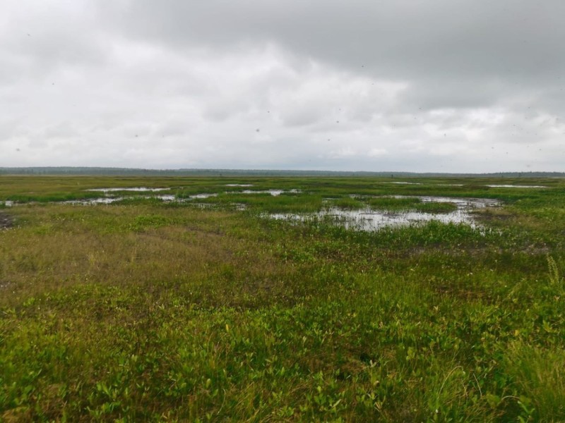На непроходимых болотах под Усинском погиб охотник 
