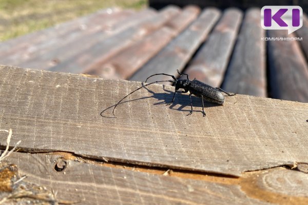 На территории Благоевского и Ёртомского лесничеств установлены карантинные зоны по черному бархатно-пятнистому усачу