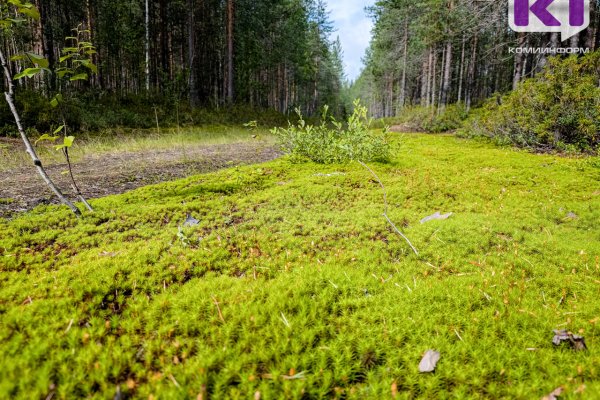В Усть-Куломском районе нашли личные вещи пропавшей в лесу женщины 