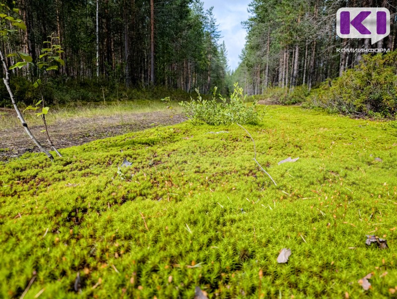 В Усть-Куломском районе нашли личные вещи пропавшей в лесу женщины 