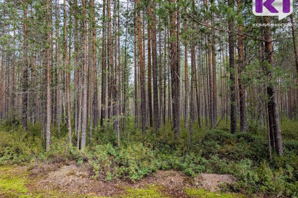 Двух женщин в Сыктывдине вывели из леса спасатели 