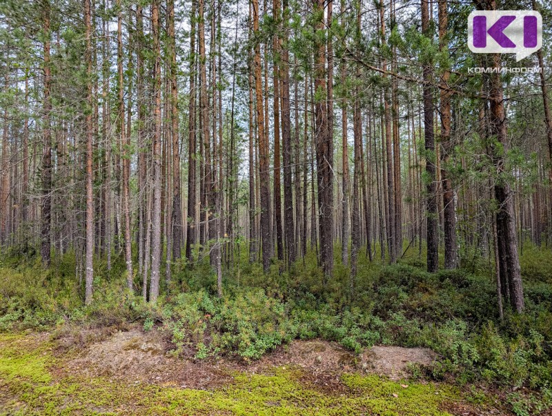 Двух женщин в Сыктывдине вывели из леса спасатели 