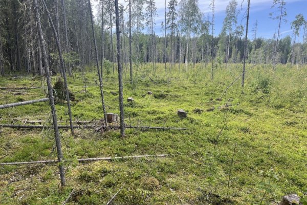 Троих предпринимателей из Сыктывкара и Сыктывдина уличили в незаконной рубке леса