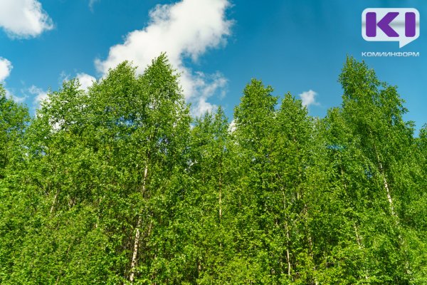 Рослесхоз положительно оценил лесное хозяйство в Коми