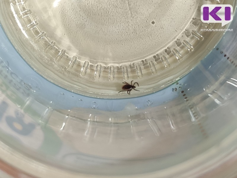 В Коми от укусов клещей за неделю пострадали более 20 человек 